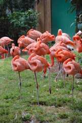 A flock of flamingos 