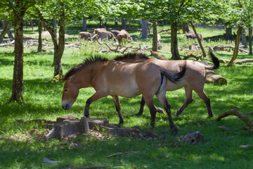 Przewalski's wild horse, Animals parc de sainte-croix