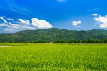 Fototapeta premium 夏の安曇野 田園と里山