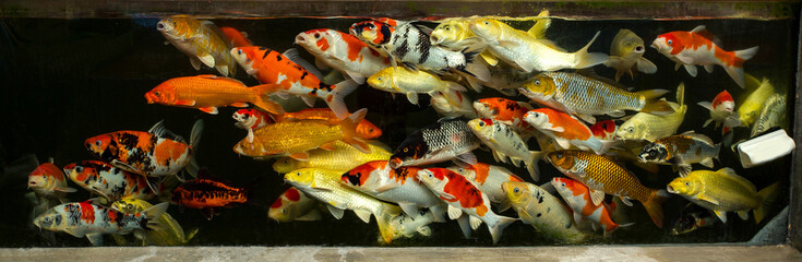 Colorful Japanese Koi fish in the water