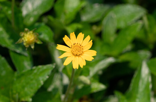 Creeping-oxeye Images – Browse 151 Stock Photos, Vectors, And Video 