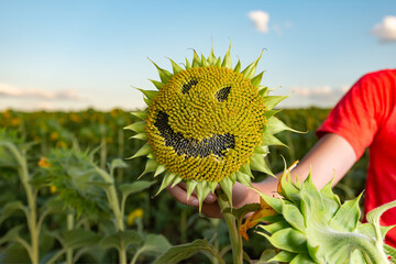 The boy is holding a sunflower with a joyful smile on the flower.