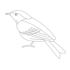 blue flycatcher bird, vector illustratio, lining draw, side