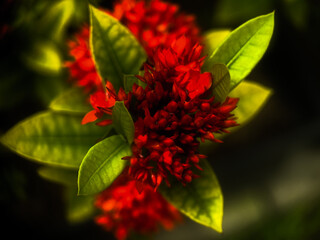 Close up blooming red flowers of West Indian Jasmine