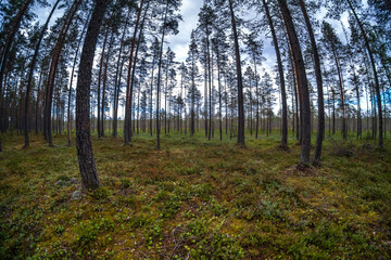 Dense forest in a swampy area
