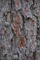 Tree bark structure close up
