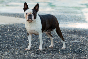 Dog with Heterochromia iridum (two colour eyes)