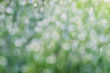 Obraz premium natural blurred green nature background of bokeh lights. Design element.