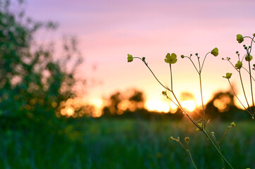 Beautiful multicolored sky over a field in the village. Summer sunset. Yellow flowers in the foreground. Selective focus