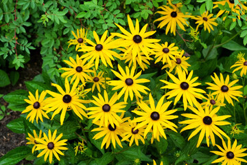 Rudbeckia fulgida variety sullivantii ÔGoldsturmÕ in flower