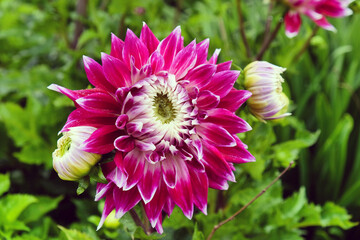 Dinner plate Dahlia 'Vancouver' in flower