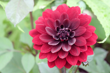 Dark red 'Karma Choc' decorative dahlia flowers in bloom during late summer