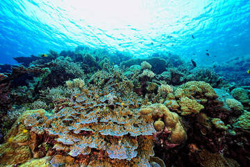 A picture of the coral reef