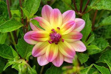 Obraz premium Dwarf dahlia 'Pacific Ocean' in flower