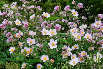 Japanese anemone 'September Charm' in flower