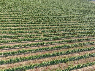 Aerial photo in an amazing vineyards landscape with drone, above vineyards in a beautiful day . Grapes In The Vineyard.  Wine industry . 