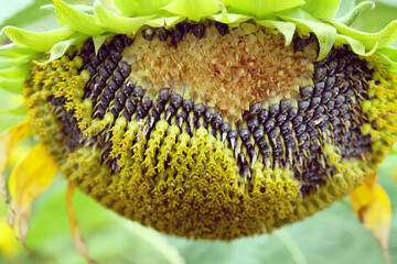 Seed head of a sunflower