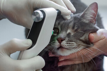Vet examining eyes of a one eyed cat in a veterinary clinic. Veterinarian in medical gloves is...