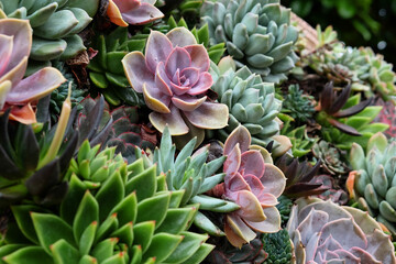 Sempervivum house leeks, also known as succulents.