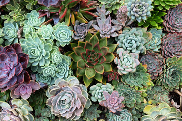 Sempervivum house leeks, also known as succulents.