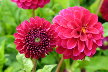 Dahlia 'Blyton Royal Velvet' in flower