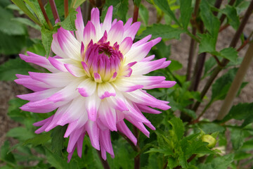 Dahlia 'Clearview Cameron' in flower