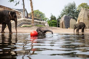Young elephant playin with a red ball in the water of the Artis Zoo elephant enclosure