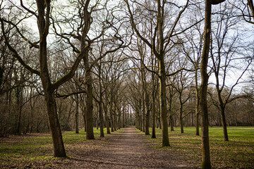 Lane of trees on Landgoed Beeckesteijn