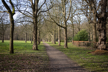 Fototapeta na wymiar Lane of trees on Landgoed Beeckesteijn