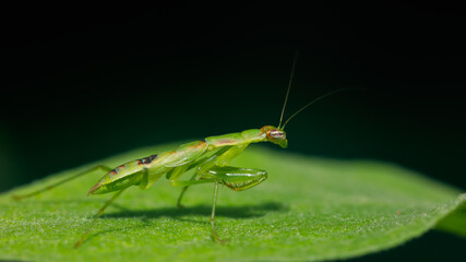 Grasshopper​ on​ the​ leaf​