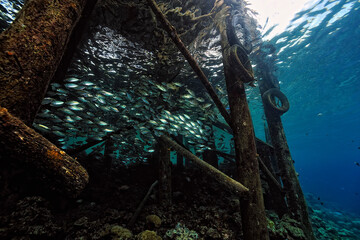 A picture of some jetty fishes