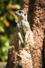 Meerkat Posing on the Stone. Close up for nature magazines.