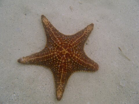 Large Starfish