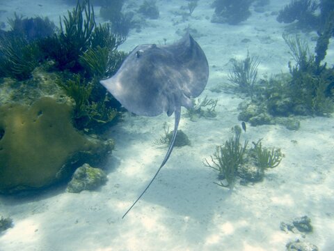 Stingray swooping