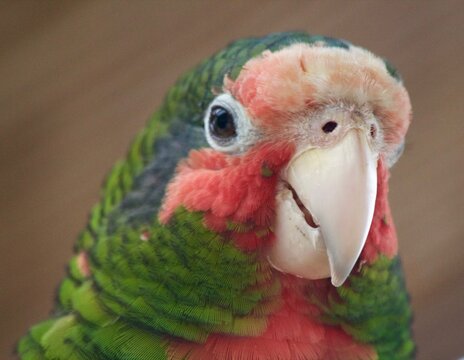 Cheeky Parrot