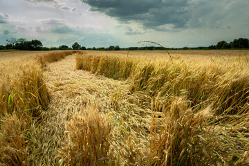 Destroyed grain by the storm © darekb22