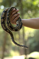 Snake catcher in the forest