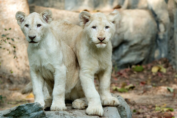 Fototapeta premium lion cub