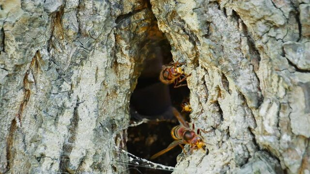 European hornets (Vespa Crabro) workers cool down the hive beating their wings at the entrance