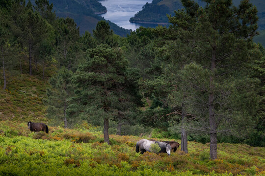 A group of Garranos wild horses with the Alto Lindoso reservoir on the background, at the Peneda Geres National Park, in Portugal