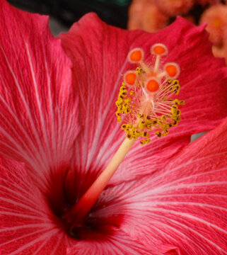 hibiscus close up
