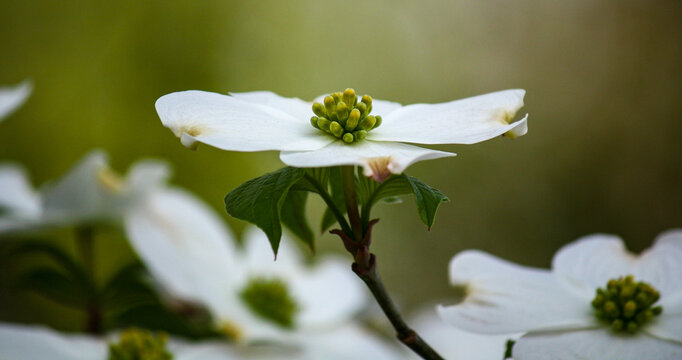 White Dogwood flower