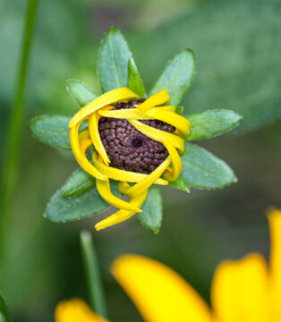 Yellow Daisy unfolding