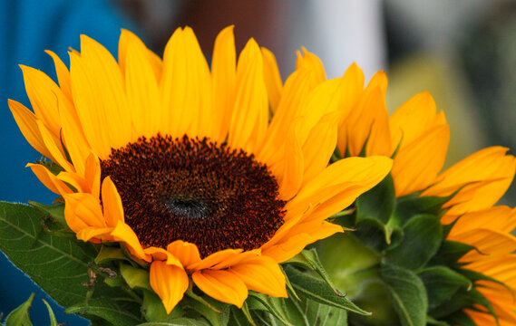 Sunflower with Petals up