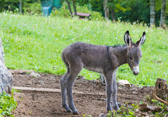 Cute little donkey in a farm