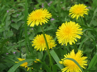 beautiful flowers of natural colors spring pollen aroma