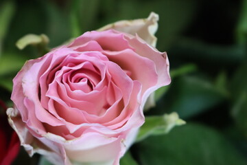 pink flower beautiful skewer-colored skewers natural leaves