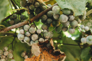 Grape bunches and leaves infected with powdery mildew