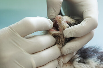 A veterinarian examines the oral cavity of a small, emaciated, sick kitten. The doctor diagnoses an abandoned kitten.