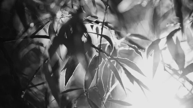 Black and white 4k stock video footage of beautiful fresh green willow tree foliage isolated on sunny sunset or sunrise sky background